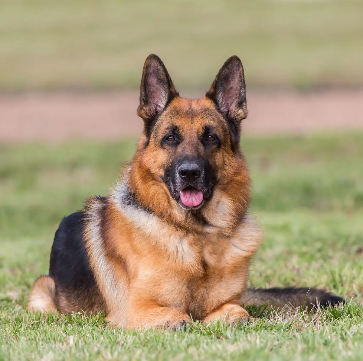 Vaccination Tips for World Rabies Day