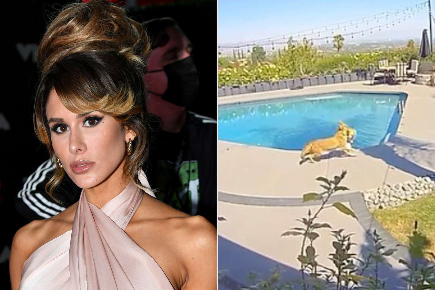 Tommy Lee's Wife Brittany Furlan Rescues Dog from Coyote Attack: Latest Update
