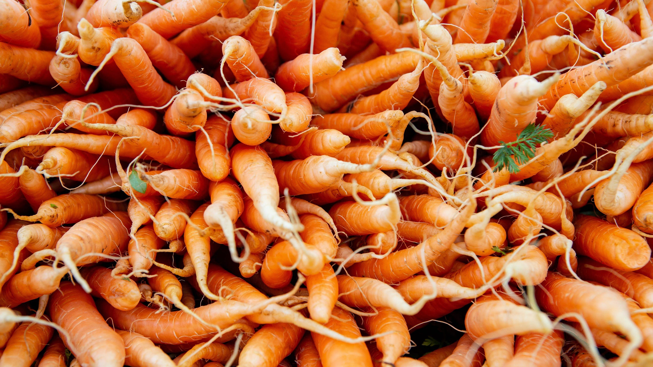 E. coli Outbreak Insights: Grimmway Farms Market Strategy