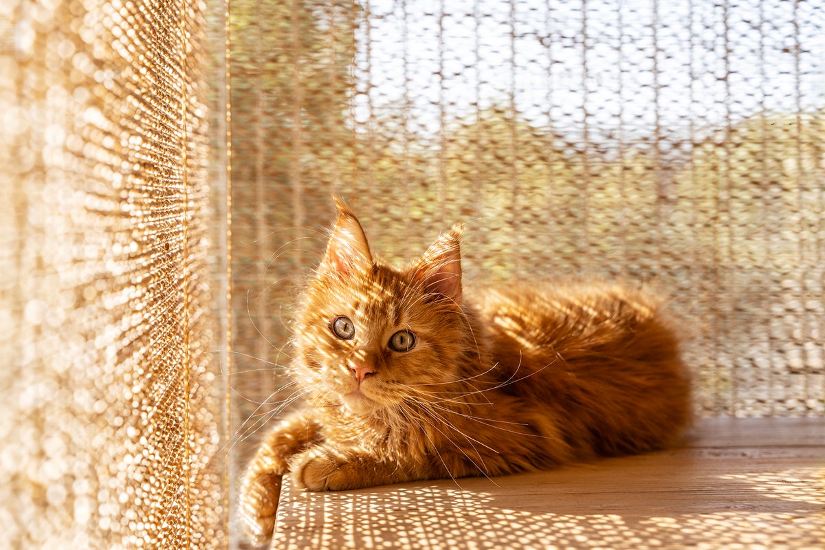 Avian Influenza Cure: Tips to Keep Your Cat Healthy in Colorado