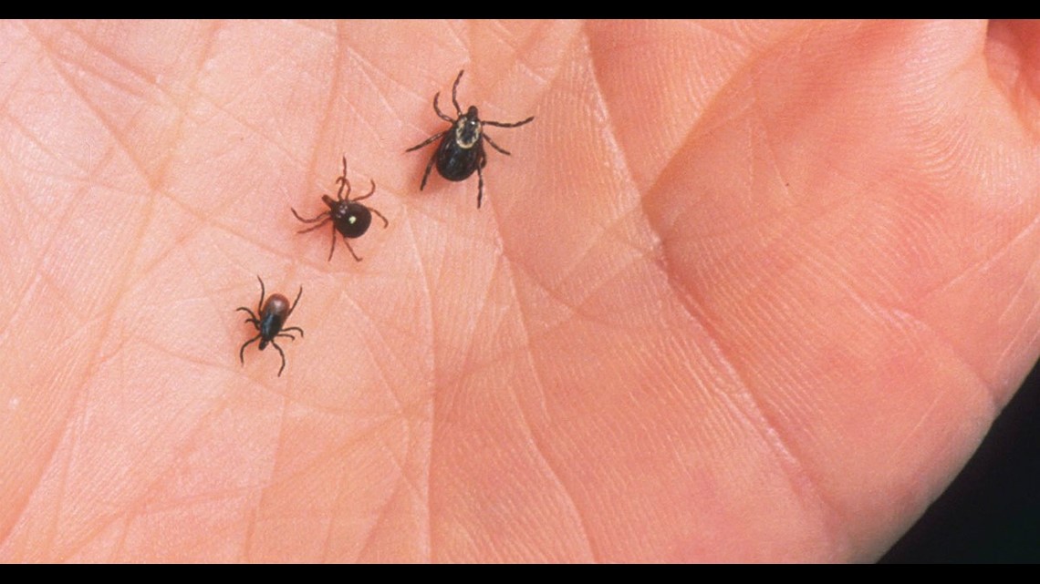 Tick-Borne Disease Spread in Connecticut: Tips for Prevention