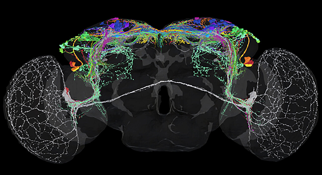 Circadian Clock Connectome: Tips for Healthy Brain Function