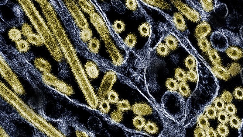 Avian Influenza Wellness Tips for Healthy Living