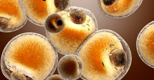Adipose Tissue Wellness: Uncovering Futile Cycle Beige Fat Cells