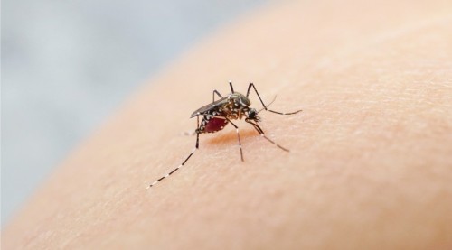 Yellow Fever Mosquito: Tips for Preventing Aedes Aegypti Infestation