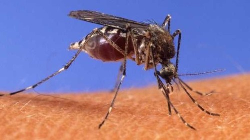 Protect Yourself from Jamestown Canyon Virus: Tips for Wellness
