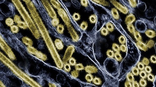 Avian Influenza Wellness Tips for Healthy Living