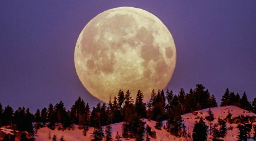 Tropical Forest Innovation: Full Moon Impact on Mammal Behavior